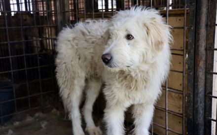 Fluffy im bezaubernden Wuschel-Look sucht sein Zuhause