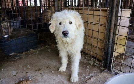 Fluffy im bezaubernden Wuschel-Look sucht sein Zuhause