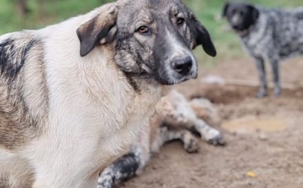 Hier kommt unser Star, Charlie Brown!
