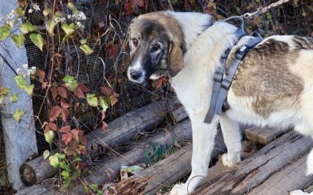 Hier kommt unser Star, Charlie Brown!