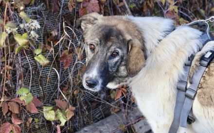 Hier kommt unser Star, Charlie Brown!