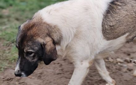 Hier kommt unser Star, Charlie Brown!