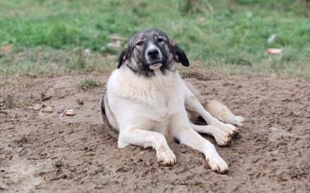 Hier kommt unser Star, Charlie Brown!