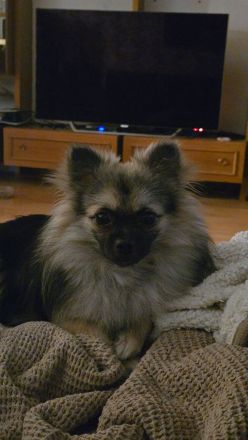 Pomchi-Mischlinge