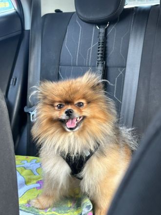 Zwergspitz Rüde 4,5 Jahren, unkastriert