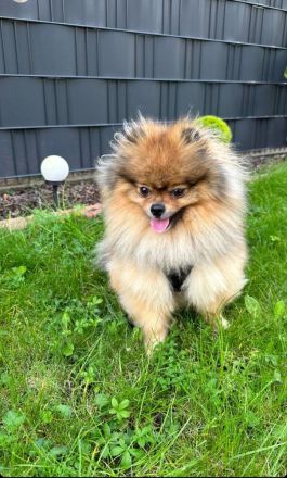 Zwergspitz Rüde 4,5 Jahren, unkastriert