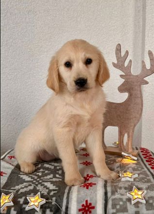 Traumhafte Golden Retriever