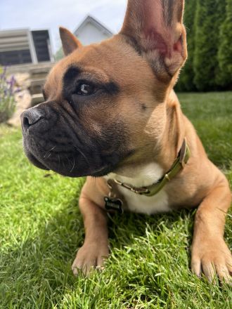 Deckrüde Bambam Nasenbulli – Genetisch Geprüft