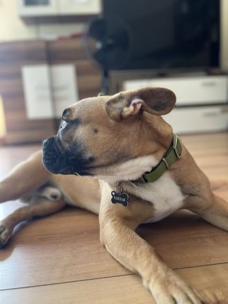 Deckrüde Bambam Nasenbulli – Genetisch Geprüft