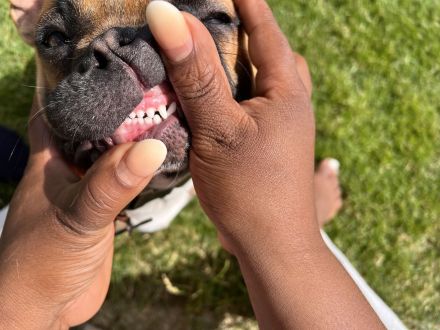 Deckrüde Bambam Nasenbulli – Genetisch Geprüft