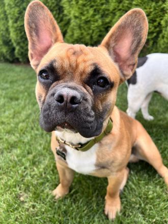 Deckrüde Bambam Nasenbulli – Genetisch Geprüft