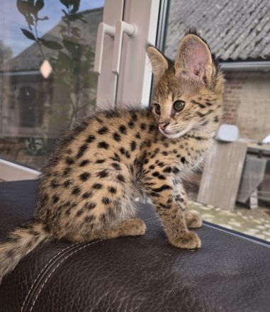 Savannah F1 Kitten  sucht ab Mitte Dezember ein liebevolles neues Zuhause