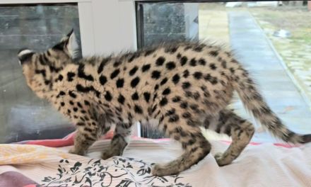 Savannah F1 Kitten  sucht ab Mitte Dezember ein liebevolles neues Zuhause