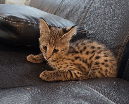 Savannah F1 Kitten  sucht ab Mitte Dezember ein liebevolles neues Zuhause