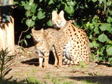 Savannah F1 Kitten  sucht ab Mitte Dezember ein liebevolles neues Zuhause