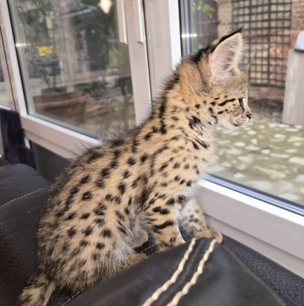 Savannah F1 Kitten  sucht ab Mitte Dezember ein liebevolles neues Zuhause