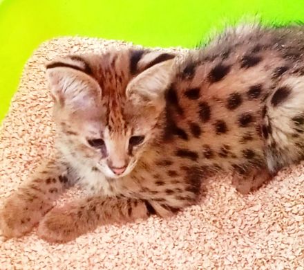 Savannah F1 Kitten  sucht ab Mitte Dezember ein liebevolles neues Zuhause
