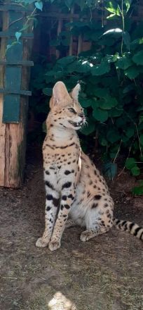 Savannah F1 Kitten  sucht ab Mitte Dezember ein liebevolles neues Zuhause