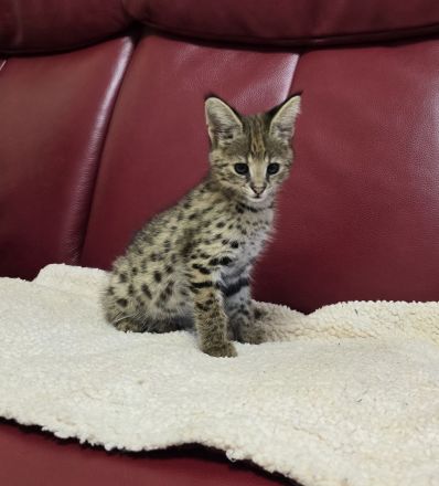 Savannah F1 Kitten  sucht ab Mitte Dezember ein liebevolles neues Zuhause