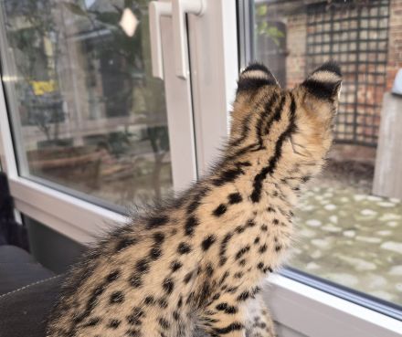 Savannah F1 Kitten  sucht ab Mitte Dezember ein liebevolles neues Zuhause