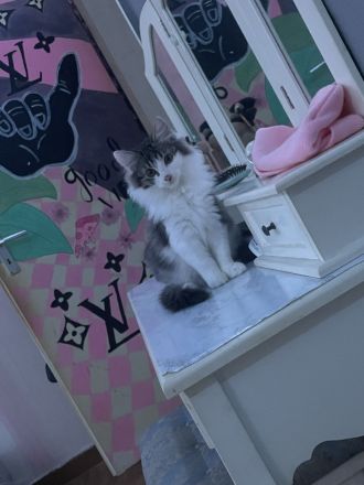 Zwei wunderschöne Kater suchen ein Zuhause