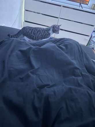 Zwei wunderschöne Kater suchen ein Zuhause