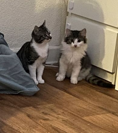 Zwei wunderschöne Kater suchen ein Zuhause
