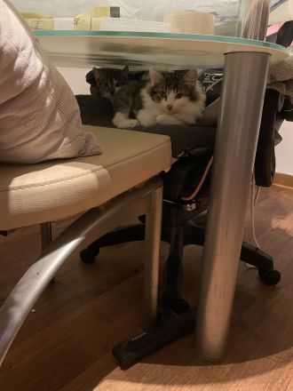 Zwei wunderschöne Kater suchen ein Zuhause