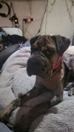 Shar Pei Bulldoggen Mix