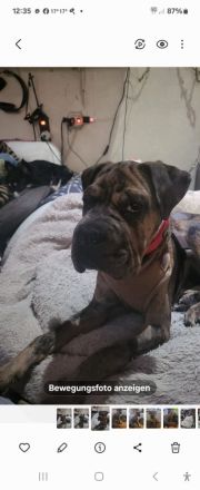 Shar Pei Bulldoggen Mix