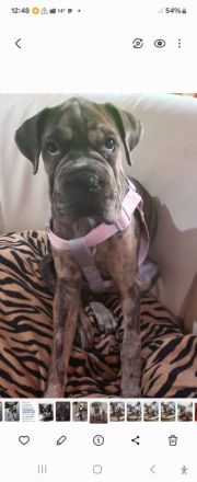 Shar Pei Bulldoggen Mix