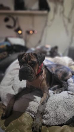 Shar Pei Bulldoggen Mix