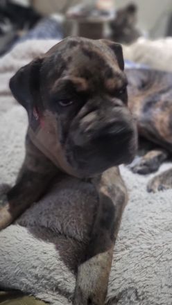 Shar Pei Bulldoggen Mix