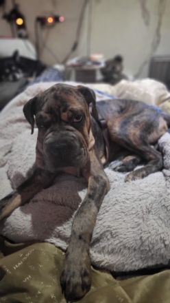 Shar Pei Bulldoggen Mix