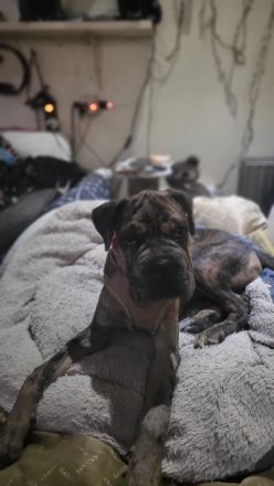 Shar Pei Bulldoggen Mix