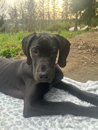 Deutsche dogge 1 Jahr alt