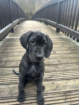 Deutsche dogge 1 Jahr alt