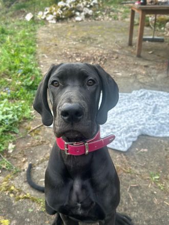 Deutsche dogge 1 Jahr alt