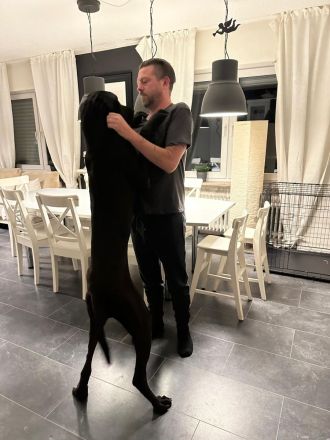 Deutsche dogge 1 Jahr alt