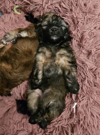 Welpe Bolonka Zwetna Havaneser