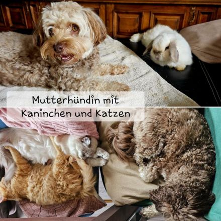 Welpe Bolonka Zwetna Havaneser