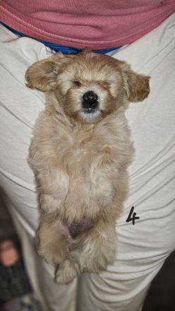 Welpe Bolonka Zwetna Havaneser