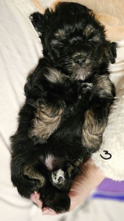 Welpe Bolonka Zwetna Havaneser