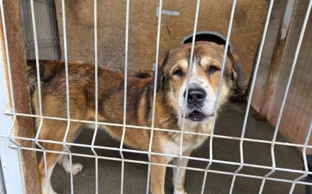 Stattlicher Albert mit sanftem Gemüt