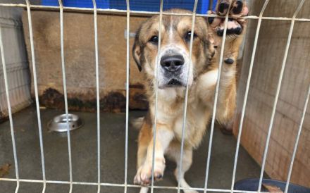 Stattlicher Albert mit sanftem Gemüt