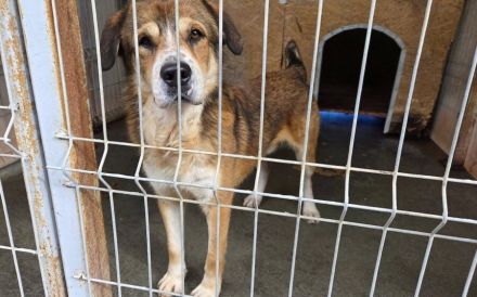 Stattlicher Albert mit sanftem Gemüt