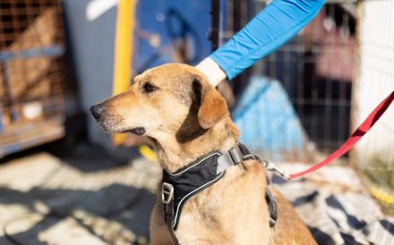 Verunsicherter Karlo sucht seinen sicheren Hafen
