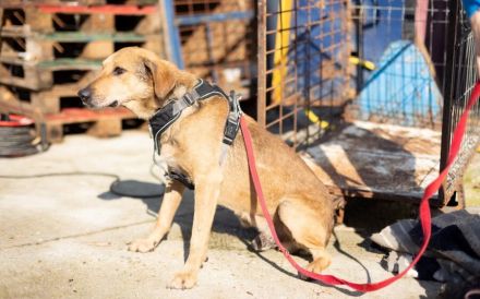 Verunsicherter Karlo sucht seinen sicheren Hafen