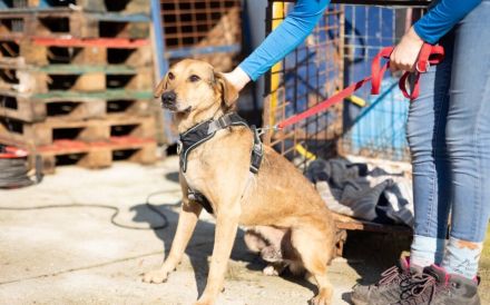Verunsicherter Karlo sucht seinen sicheren Hafen