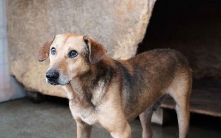 Verunsicherter Karlo sucht seinen sicheren Hafen